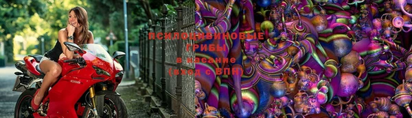 крисы Абаза